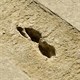 Bí ẩn dấu chân "ma quái" ở sa mạc: Chỉ hiện lên khi trời mưa, biến mất khi gặp ánh nắng Mặt trời