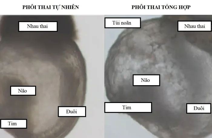 Phôi thai đầu tiên được tạo ra không cần tinh trùng và trứng