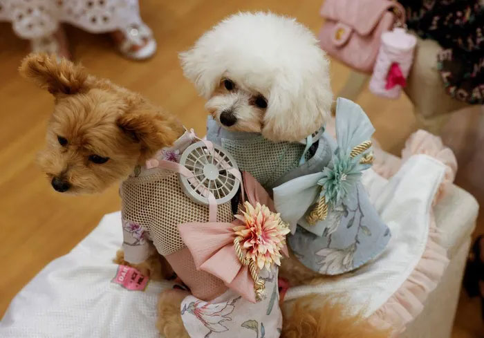 Độc đáo thiết bị dành riêng cho thú cưng ngày nắng nóng