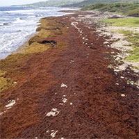 24 triệu tấn tảo mơ phủ kín bờ biển Caribean, giải phóng nhiều khí độc