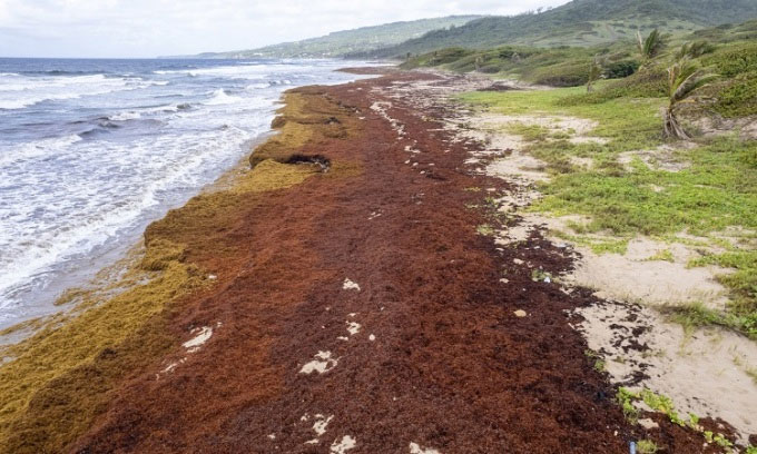 24 triệu tấn tảo mơ phủ kín bờ biển Caribean, giải phóng nhiều khí độc