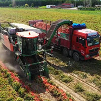 Cỗ máy thu hoạch cà chua hiệu quả bằng 150 người