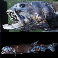 "Đại vương" săn mồi của vùng biển Nhật: Thân hình "bé bự", thống trị ở độ sâu 2.000 mét nước