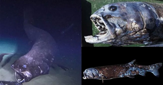 "Đại vương" săn mồi của vùng biển Nhật: Thân hình "bé bự", thống trị ở độ sâu 2.000 mét nước