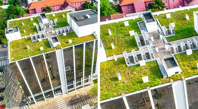 Basel, Thụy Sĩ yêu cầu tất cả các tòa nhà mới đều phải có "mái xanh"