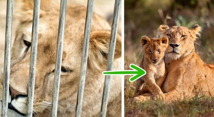 Nam Phi sẽ cấm để sư tử trong môi trường nuôi nhốt