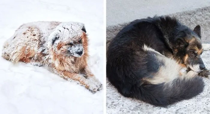 Ở một số bang của Mỹ, để chó của bạn ra ngoài trời lạnh là vi phạm pháp luật