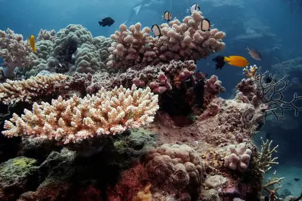 Rạn san hô Great Barrier ở Australia đạt độ phủ cao nhất trong 36 năm