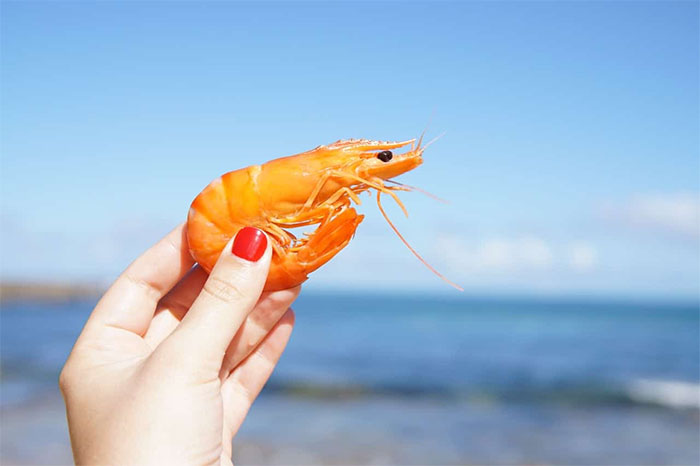 Các nhà khoa học Mỹ chế tạo bê tông từ vỏ tôm như thế nào mà có thể chắc chắn đến vậy?