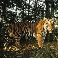 Thông tin mới về vụ hổ tự nhiên xuất hiện ở Vườn quốc gia Phong Nha - Kẻ Bàng