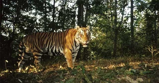 Thông tin mới về vụ hổ tự nhiên xuất hiện ở Vườn quốc gia Phong Nha - Kẻ Bàng