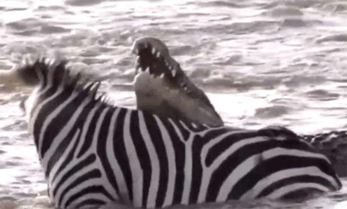 Khi cái chết đang cận kề, ngựa vằn liền quay đầu lại cắn mạnh vào cổ cá sấu.