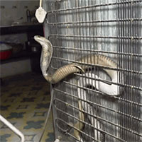 Nấp sau tủ lạnh, rắn hổ mang hung hăng tấn công người khi bị bắt