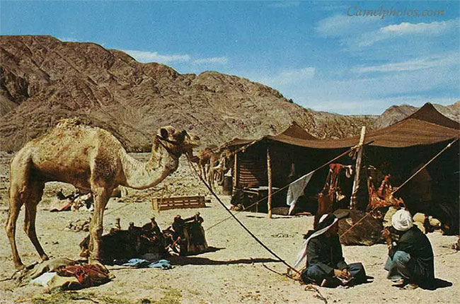 Người Bedouin được gọi là những người du mục thích lang thang trên các sa mạc.