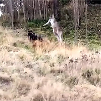 Chó becgie "đánh nhau" với kangaroo và cái kết đầy bất ngờ