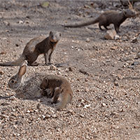 Video: Đàn cầy mangut hợp lực tấn công thỏ đồng