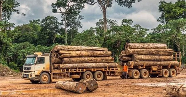 Ipe - Loại gỗ đắt nhất thế giới đang bị tận diệt