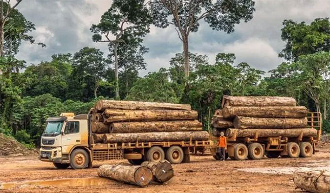 Ipe – Loại gỗ đắt nhất thế giới đang bị tận diệt