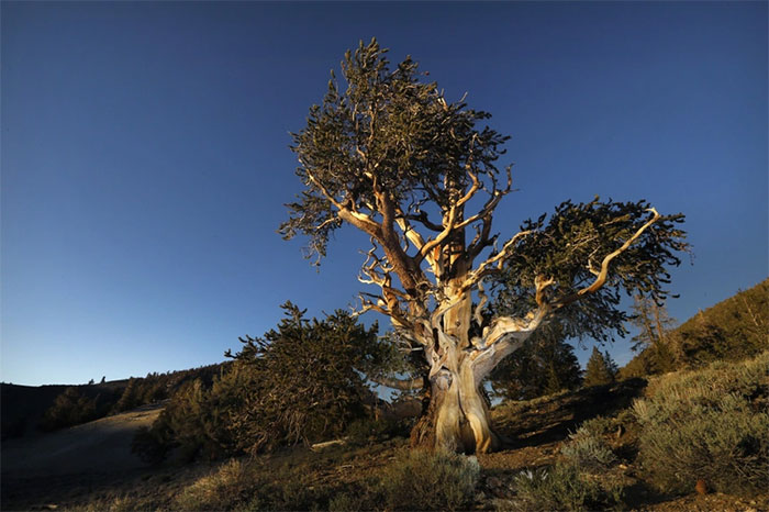 Cái chết của những cây cổ thụ nghìn năm