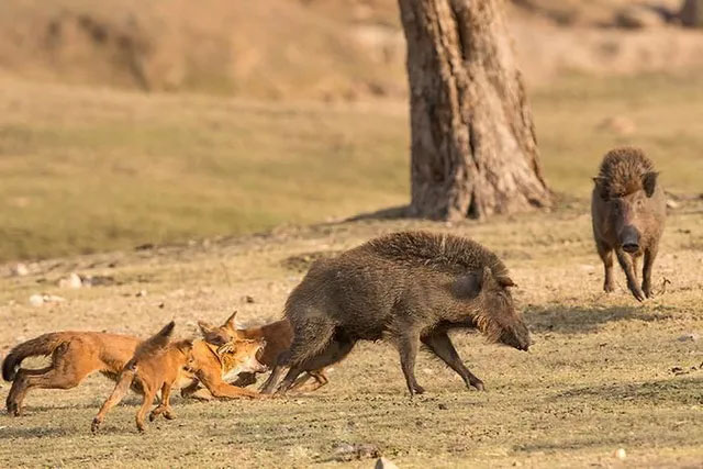 Chó rừng ăn thịt lợn rừng và gián tiếp bảo vệ mùa màng