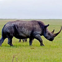 Hóa ra Trung Quốc đã từng tồn tại nhiều loài tê giác hơn cả Châu Phi