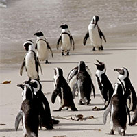 Chim cánh cụt châu Phi có nguy cơ tuyệt chủng do ô nhiễm tiếng ồn