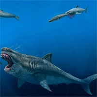 Cá mập megalodon có thể ăn thịt cá voi sát thủ