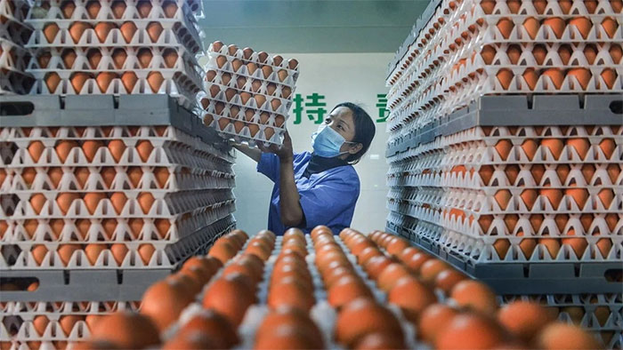 Một cơ sở sản xuất trứng gà ở tỉnh Hồ Bắc, miền Trung Trung Quốc.