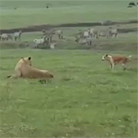 Chó nhà to gan "đánh nhau" với sư tử và cái kết đầy bất ngờ
