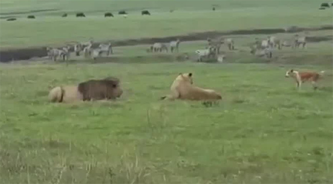 Con chó lại chủ động lao tới tấn công hai con sư tử rồi cất tiếng sủa đe dọa.