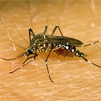 Phát hiện ra cơ chế khác lạ khiến muỗi luôn "đánh hơi" được người