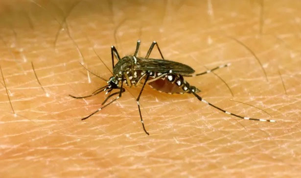 Phát hiện ra cơ chế khác lạ khiến muỗi luôn “đánh hơi” được người
