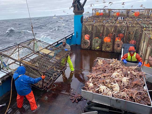 Cua tuyết Alaska đang biến mất bí ẩn