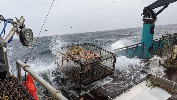Cua tuyết Alaska đang biến mất bí ẩn