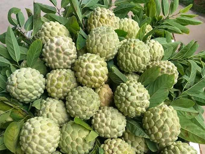 Công dụng của quả na và những bài thuốc hay từ quả na
