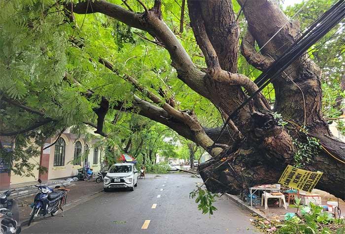 Hàng loạt cây xanh bật gốc sau bão Maon