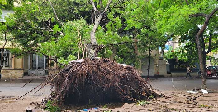 Hàng loạt cây xanh bật gốc sau bão Maon