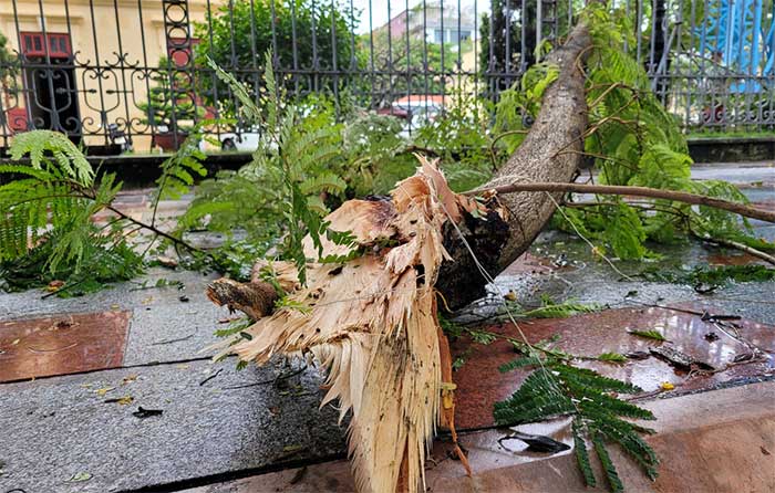 Hàng loạt cây xanh bật gốc sau bão Maon