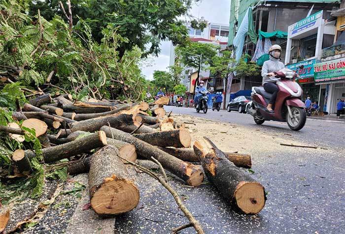 Hàng loạt cây xanh bật gốc sau bão Maon