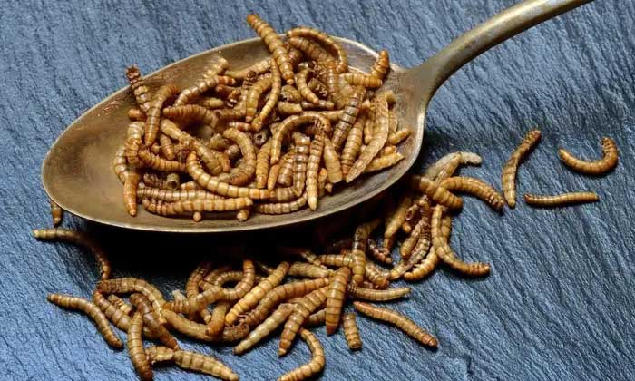 Côn trùng có thể tạo ra vị thịt cho thực phẩm