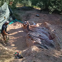 Phát hiện bộ xương khủng long Sauropod hiếm thấy ở Bồ Đào Nha