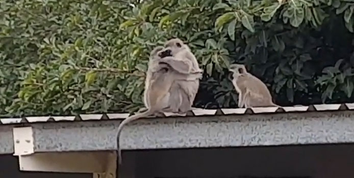 Khoảnh khắc khỉ con sà vào vòng tay mẹ làm nhiều người cay sống mũi