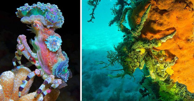 Cua Decorator: Những loài “tắc kè hoa” dưới đáy biển
