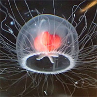 Các nhà khoa học giải mã bí mật sống thọ của loài sứa bất tử