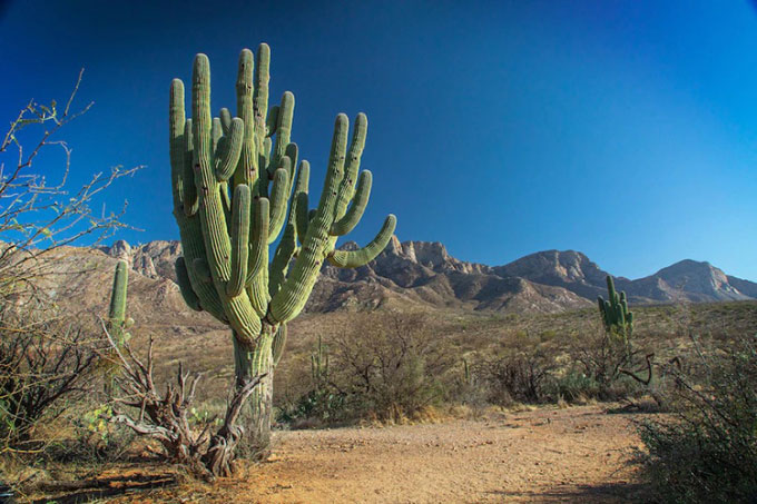  Xương rồng Saguaro là biểu tượng cho cảnh quan sa mạc ở Mỹ. 