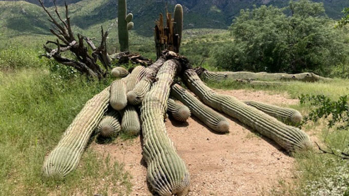 Cây xương rồng Saguaro 200 tuổi bị đổ do mưa lớn ở công viên Catalina.