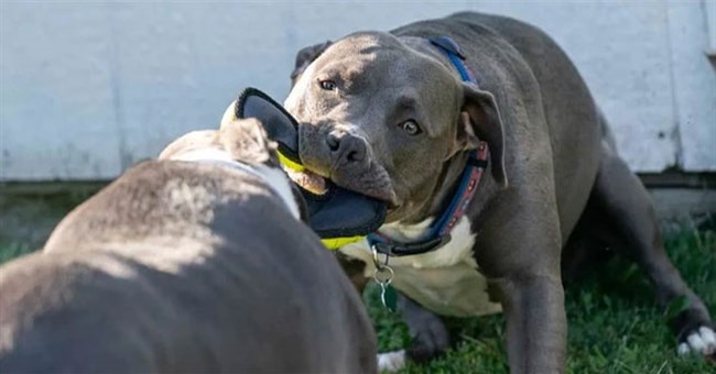 Tại sao vết cắn của chó Pitbull đáng sợ hơn những giống chó khác?