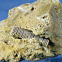 Một "đinh vít" từ 300 triệu năm trước được gắn trong một viên đá, tiết lộ thời kỳ đỉnh cao tiền sử?
