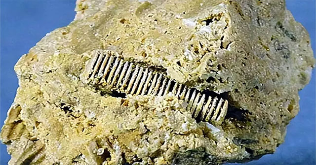 Một "đinh vít" từ 300 triệu năm trước được gắn trong một viên đá, tiết lộ thời kỳ đỉnh cao tiền sử?