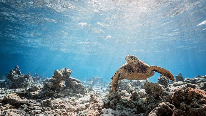 Chuyến thám hiểm dưới nước làm sáng tỏ những bí ẩn của Maldives